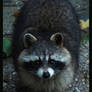 raccoon: heh??