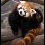red panda: oh no, it itches