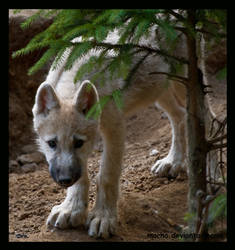 shy wolf puppy