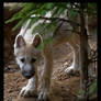 shy wolf puppy