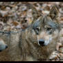 eurasian wolf.