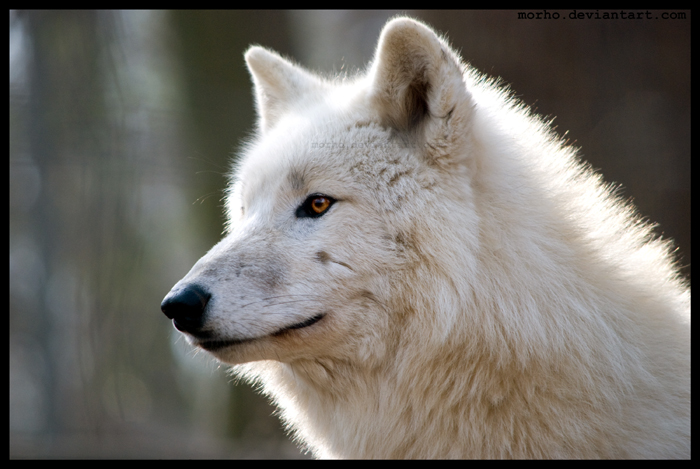 arctic wolf