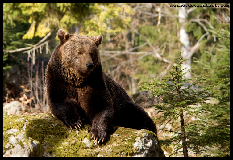 king of european forests