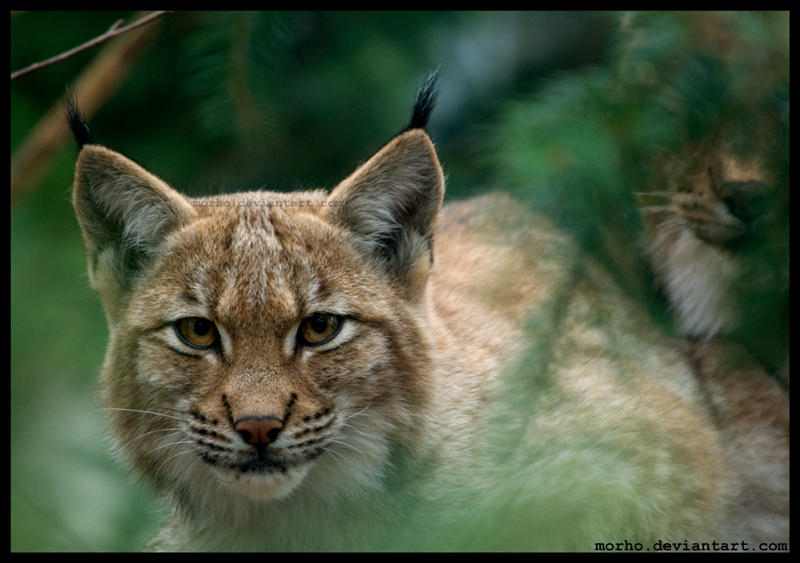 shy lynx by morho