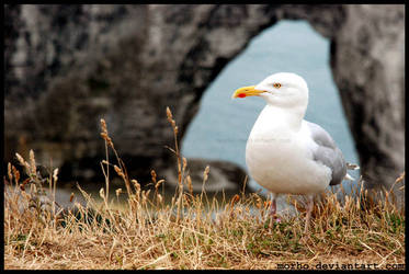 on the cliff of Etretat ... by morho