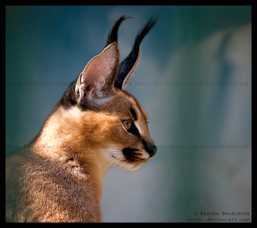 young caracal