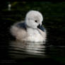 cygnets are here