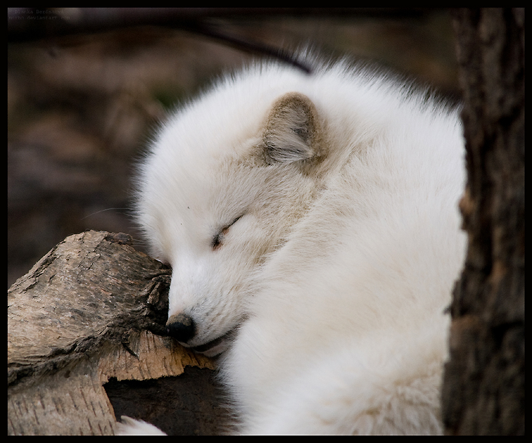 the sleep of innocents by morho