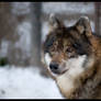 Freya in winter coat