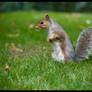 squirrel