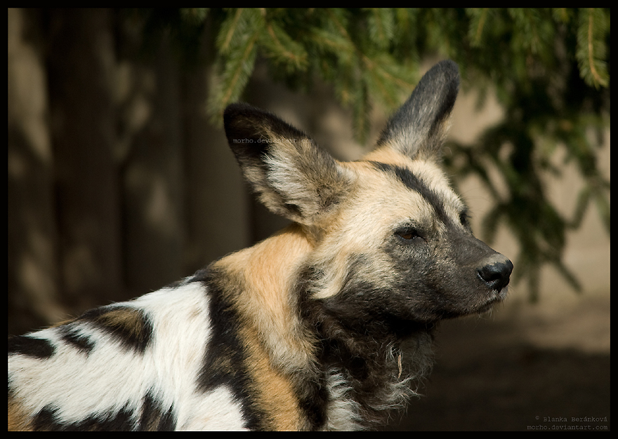 painted dog