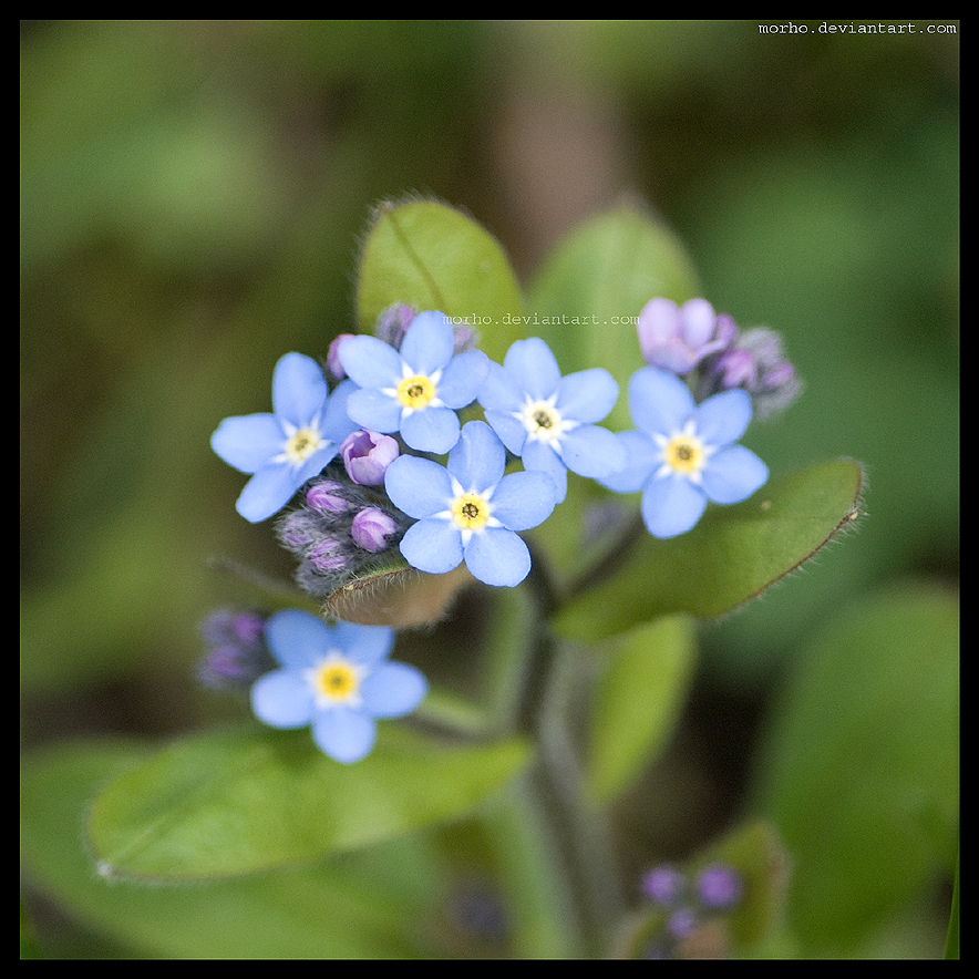 little flowers