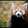 autumn red panda