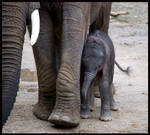 in the safe with mum by morho