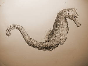 A Typical Seahorse