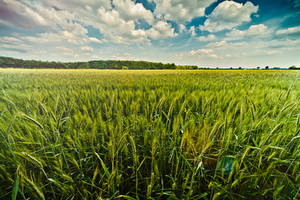 Schaijk, Noord-Brabant.