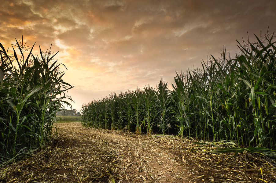 Maize Maze