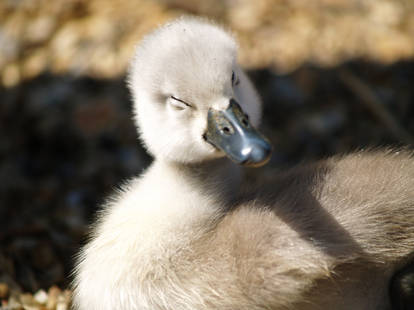 cygnet