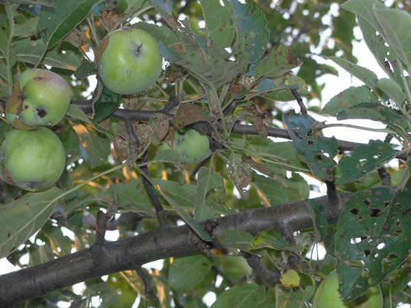 Bug Infested Dwarf Apple Tree by SwimFreak23 on DeviantArt