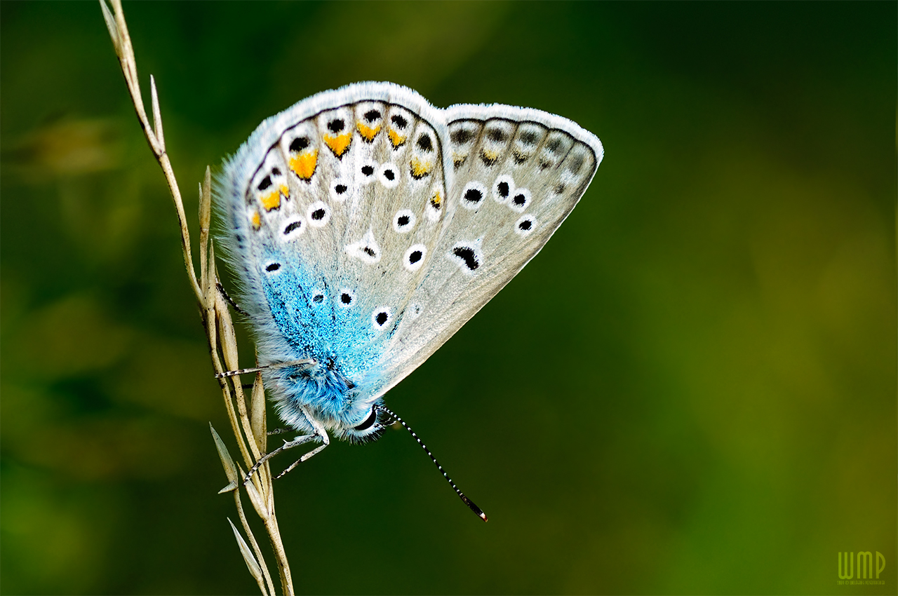 Polyommatus icarus