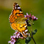 Vanessa cardui