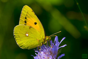 Colias croceus