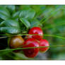 cowberries in karelia