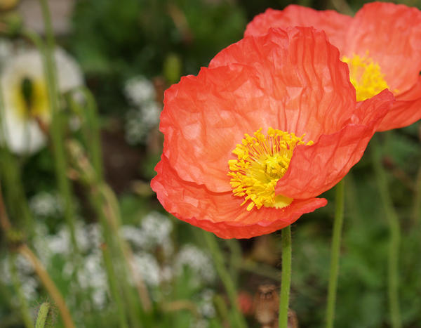 Rustins Poppy Poppy 2 by DustyDoes on DeviantArt
