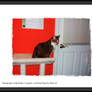 Dotty Kitty With Frame