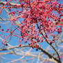 Beads Of A Tree