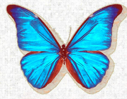 Blue Butterfly