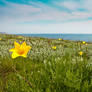 Crimea. Wild Schrenk's tulips