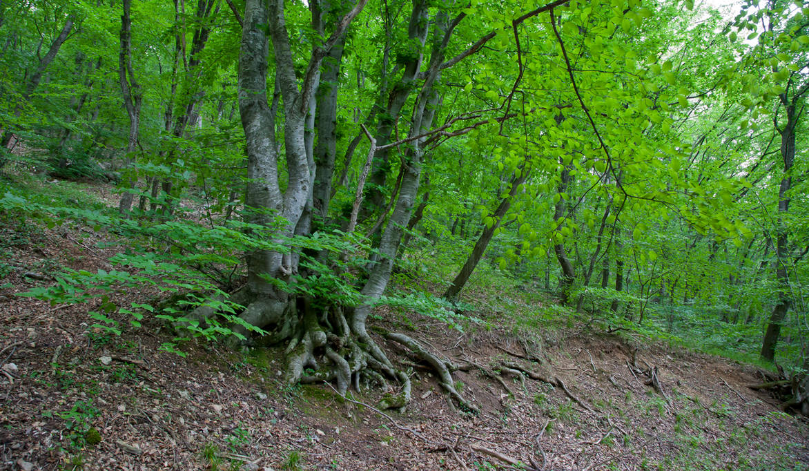Crimea. The Forest of Dancing Roots by GinoMunnich on DeviantArt