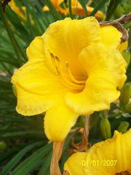 yellow flower