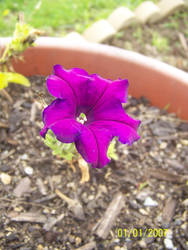 purple flower