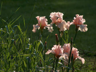 Irises