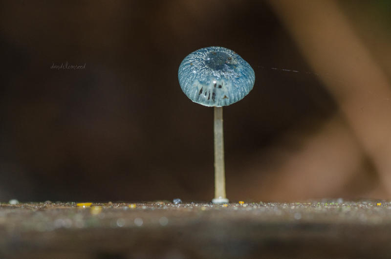 Mycena interrupta