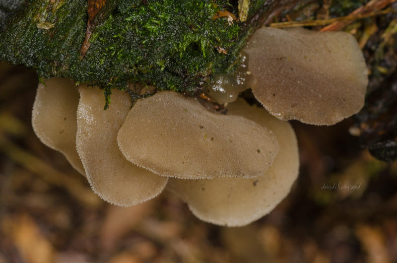 Pseudohydnum gelatinosum