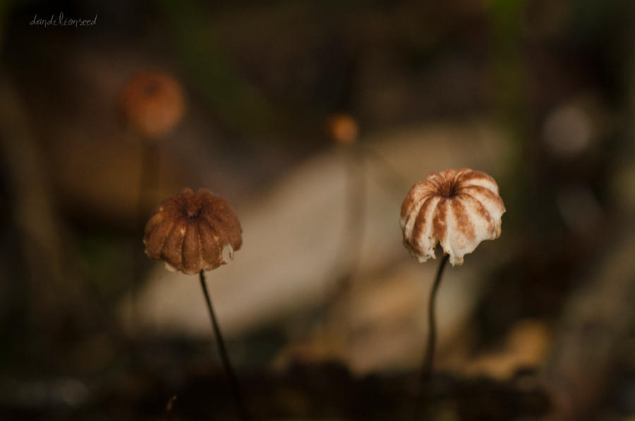 Parasols