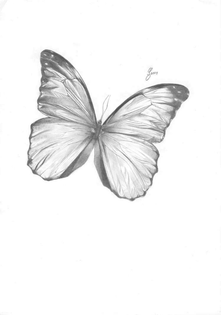 A Butterfly