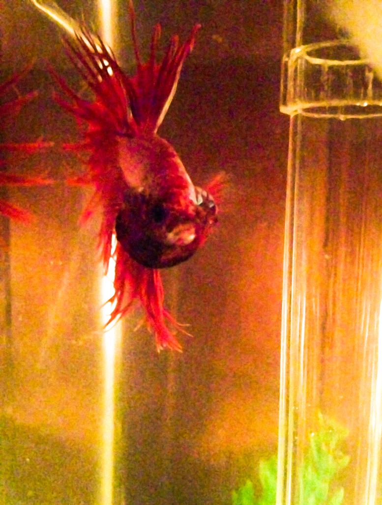 Flaring Babe by Dogthatkills on DeviantArt