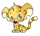 Baby Kougra