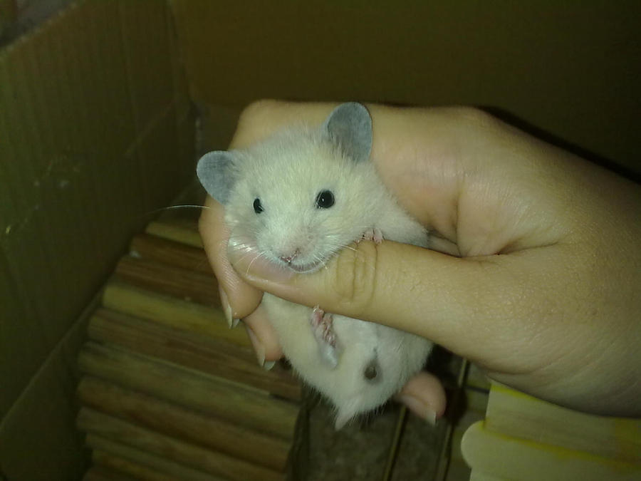 My hamster