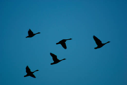 Goose Flight