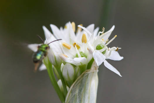 Amaryllidaceae