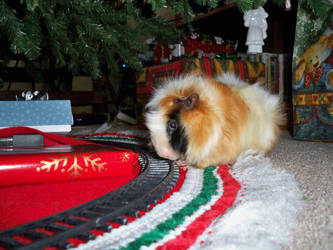 Christmas Pig