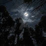 Dark Forest