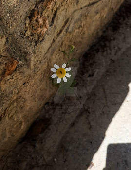 Life Finds A Way