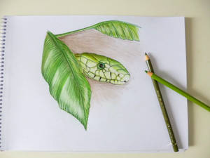 West African Green Mamba