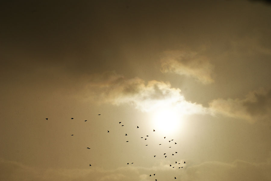 birds in sky by heyla-stock